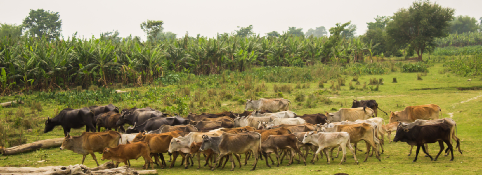 Koshi Tappu Wildlife Reserve