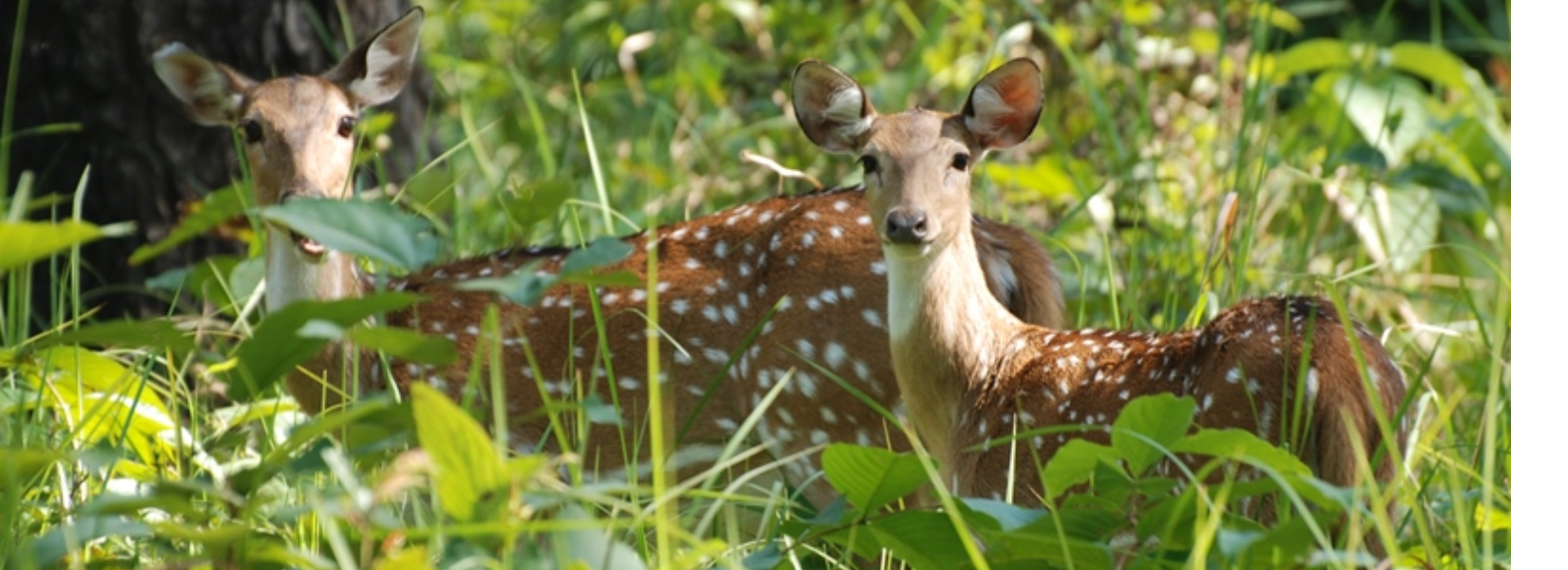 Shuklaphanta Wildlife Reserve