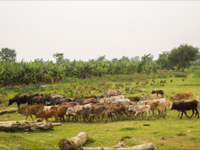 Koshi Tappu Wildlife Reserve