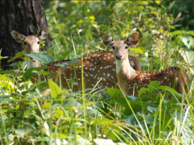 Shuklaphanta Wildlife Reserve