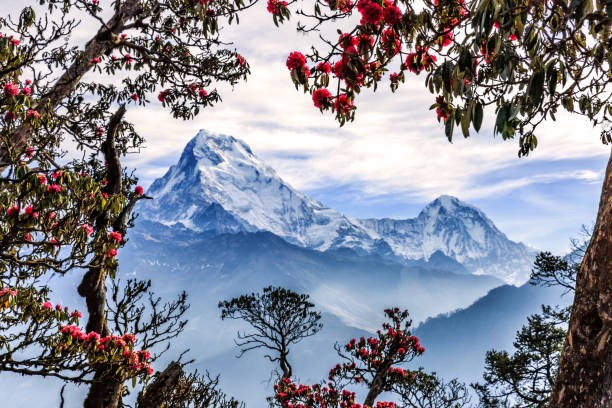 Poonhill Yoga Trek